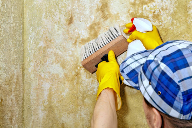 Best Environmental Consulting for Mold Prevention  in USA